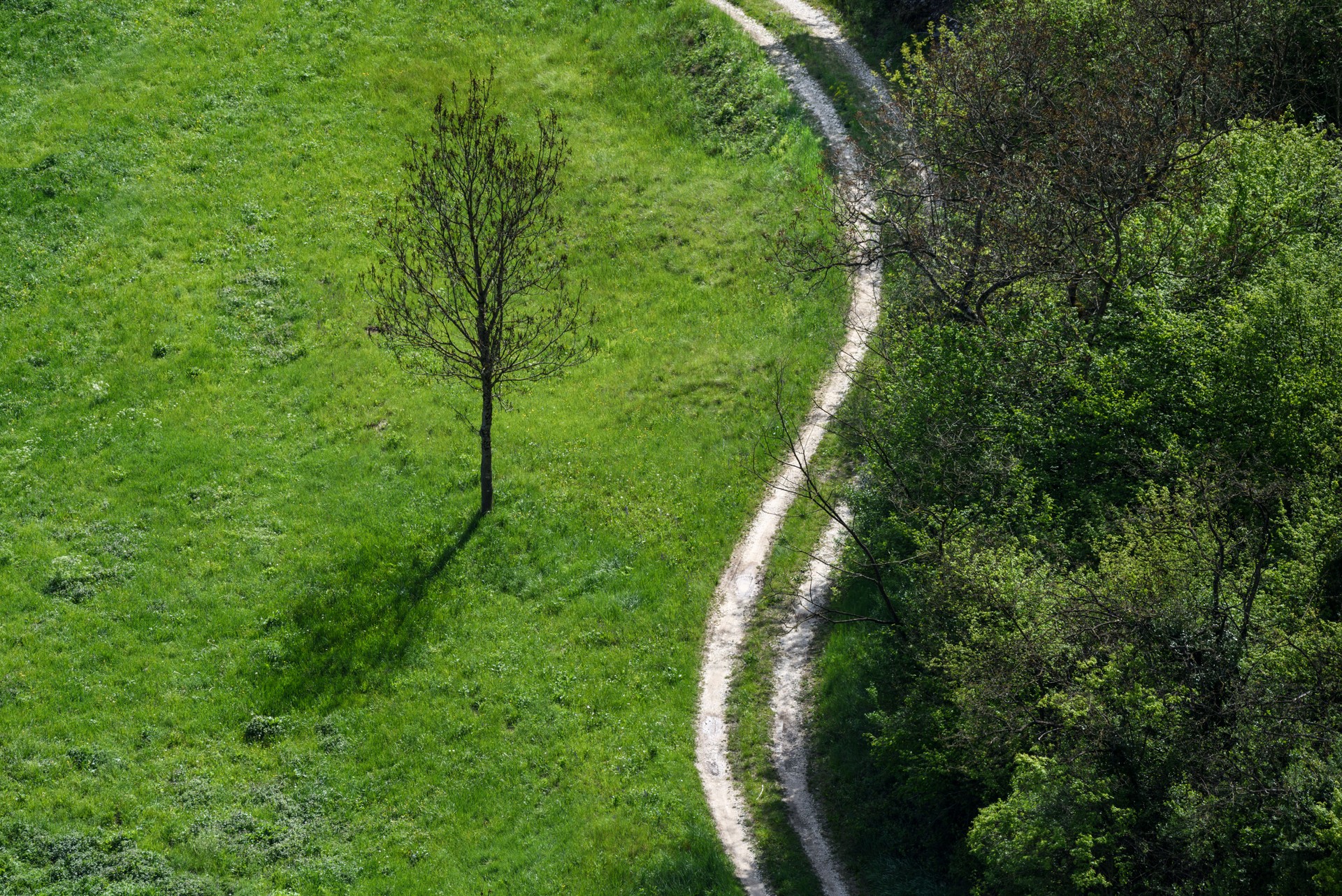 The spring forest - Arsiè, Belluno, Italy